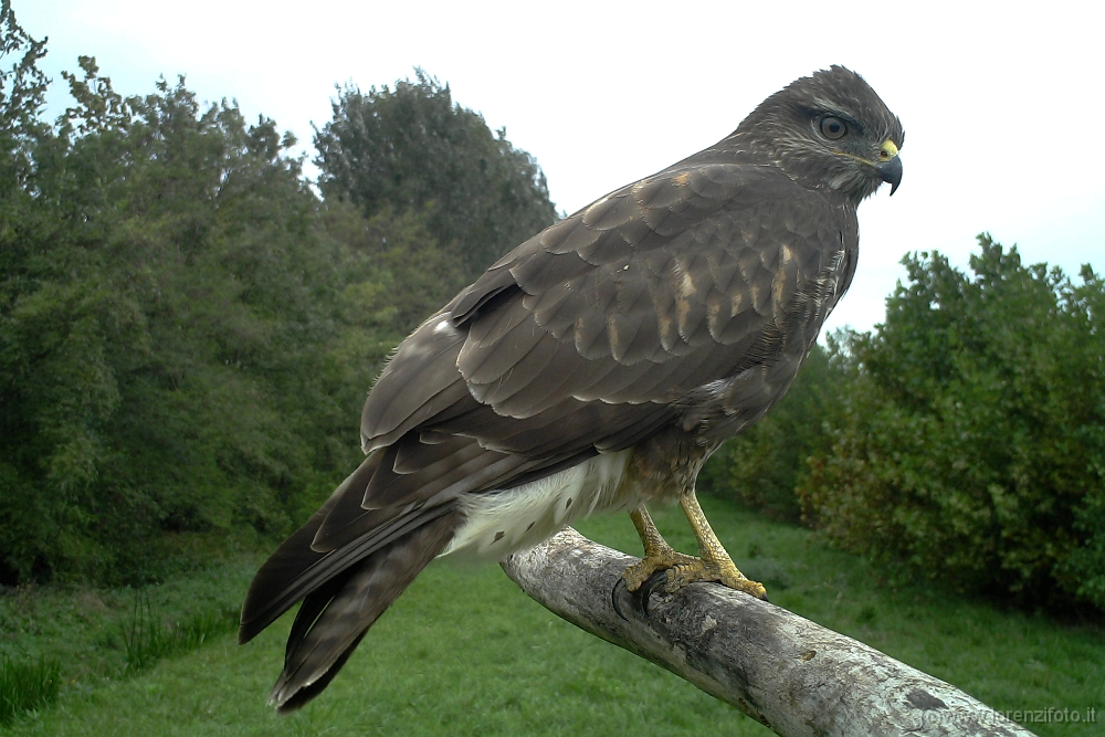 64463 Buteo (Poiana).jpg